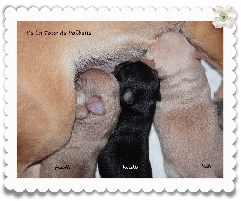 De La Tour de Valbelle - Chihuahua - Portée née le 05/04/2015
