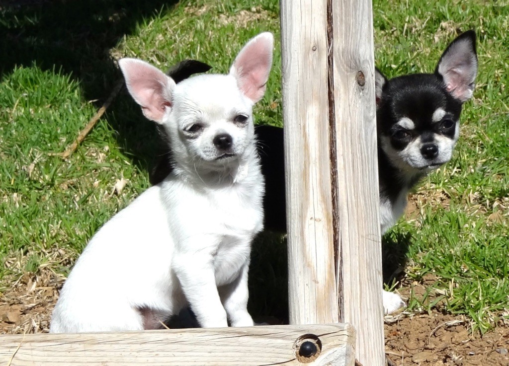 De La Tour de Valbelle - Chihuahua - Portée née le 27/01/2017