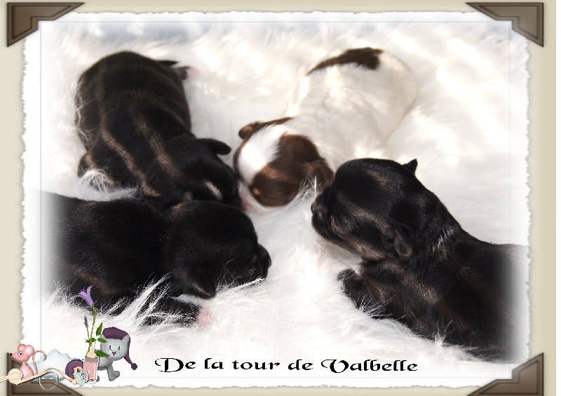De La Tour de Valbelle - Chihuahua - Portée née le 06/11/2012