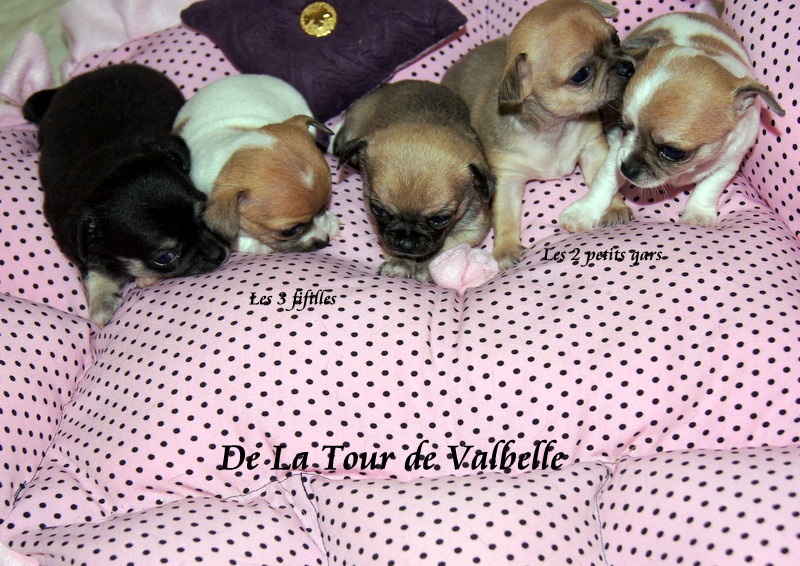 De La Tour de Valbelle - Chihuahua - Portée née le 06/08/2011